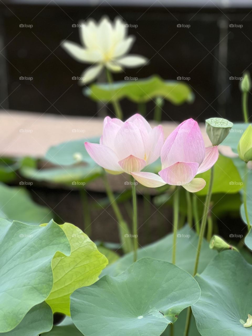 lotus