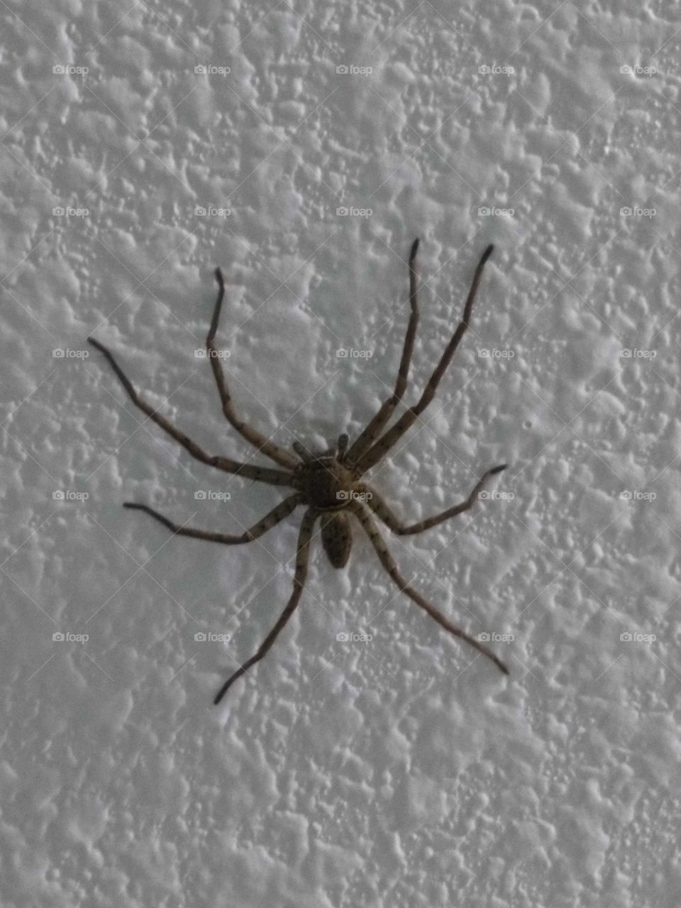 huntsman spider