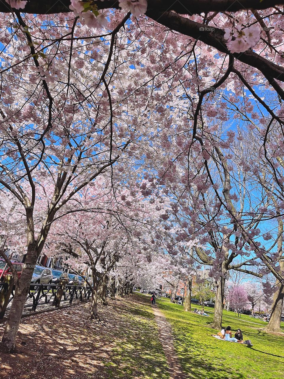 Cherry blossom lined city park 