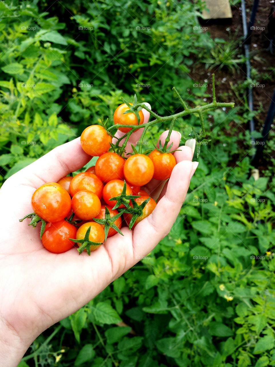 tomatos in the hand