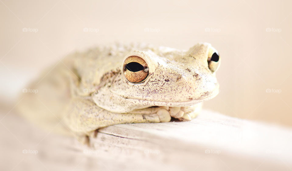 Cuban tree frog with dramatic eyes