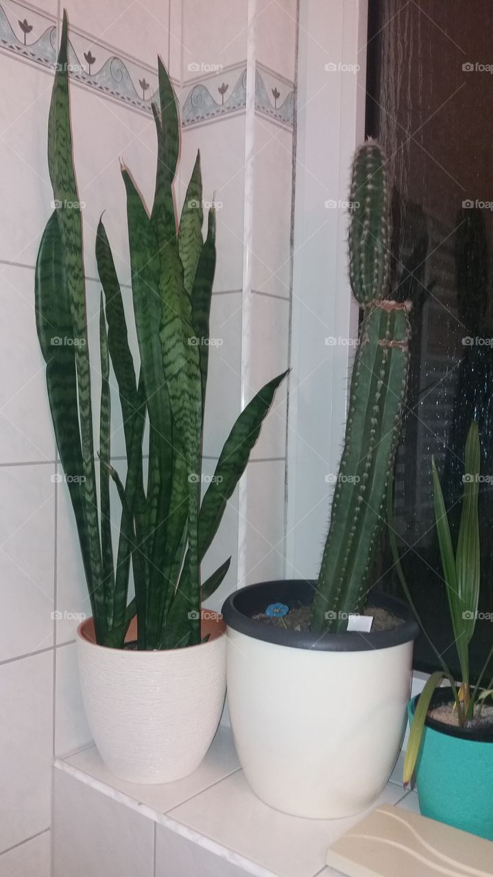 indoor plants houseplants
