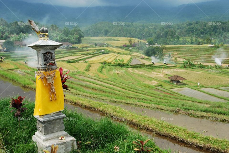 Rice Terraces at Jatilui Bali