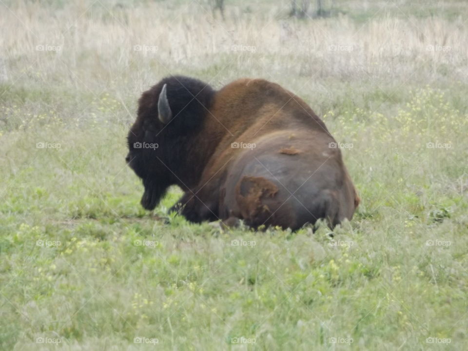 Buffalo