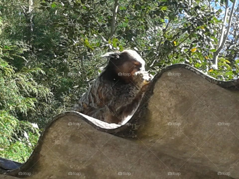 Sagui comendo