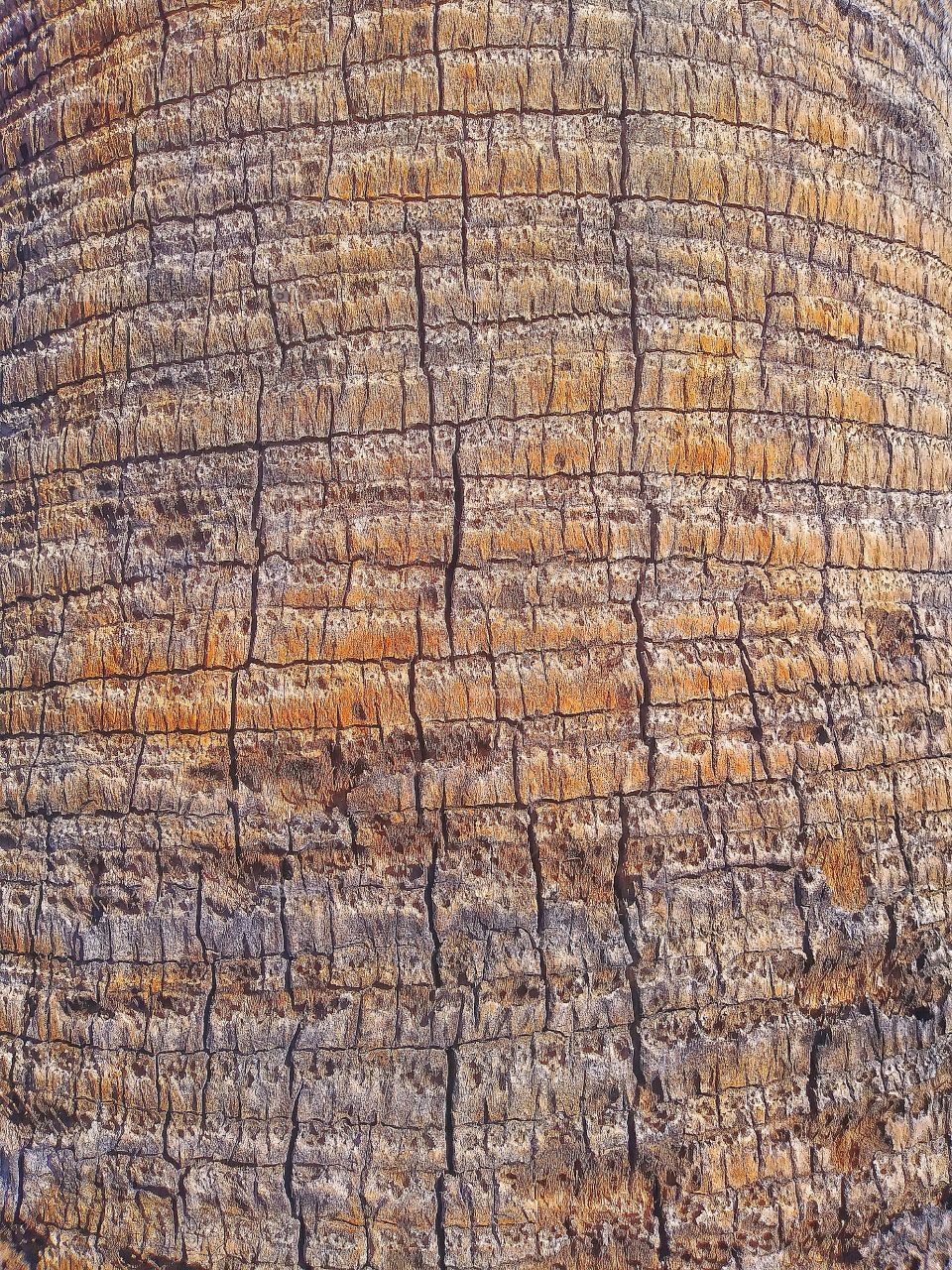 Awesome Closeup Macro Shot of Tree Bark from Palm Tree with Intricate Texture Detail and Textured Lines Looking Like Cracks and Crevices or Dry Cracked Earth