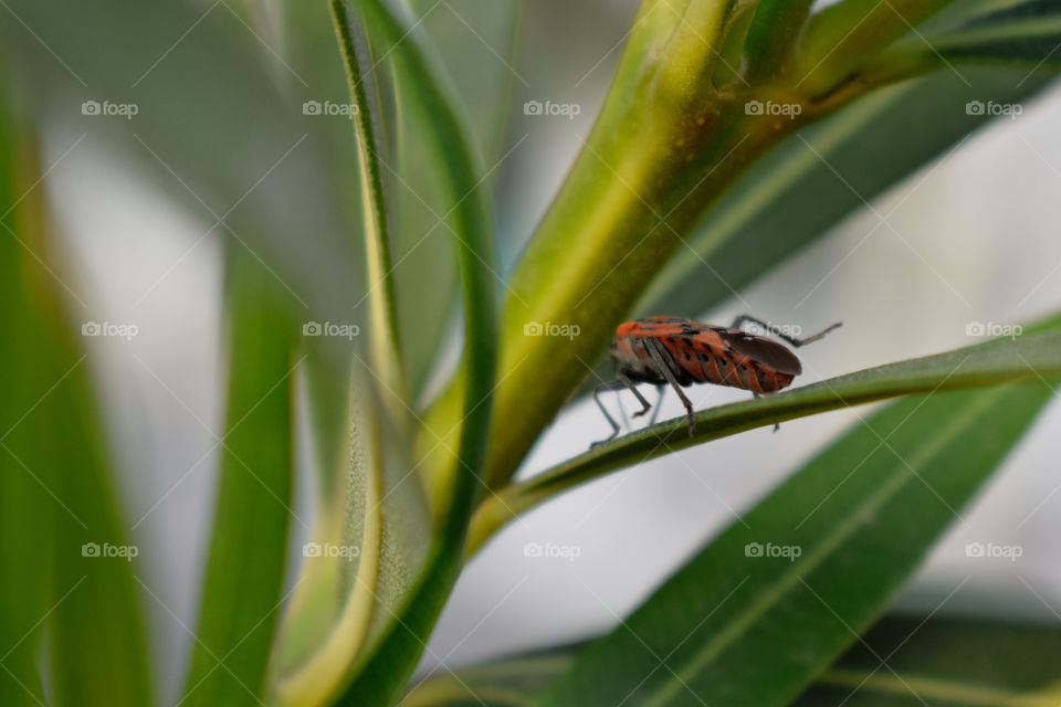 Red bug