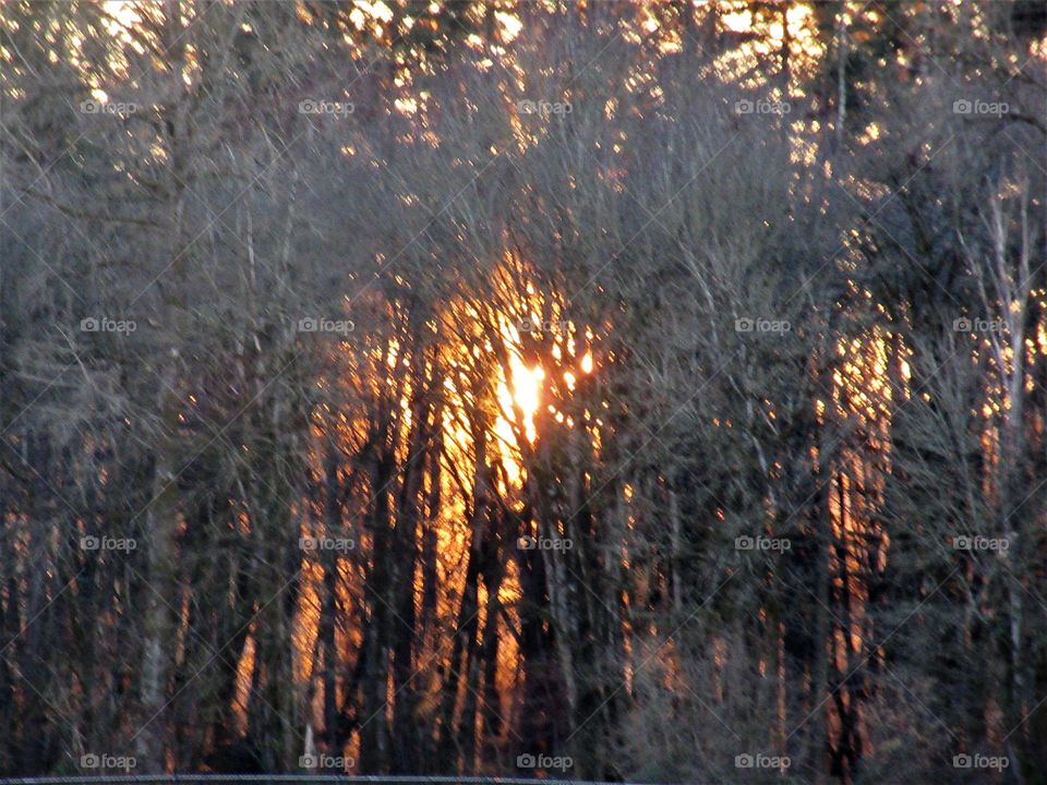 sunset through trees