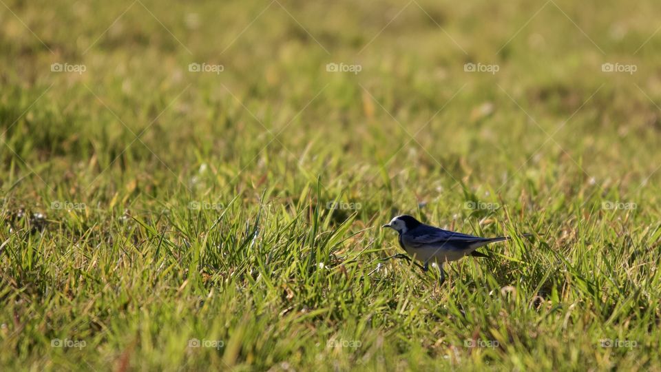 White Wagtail