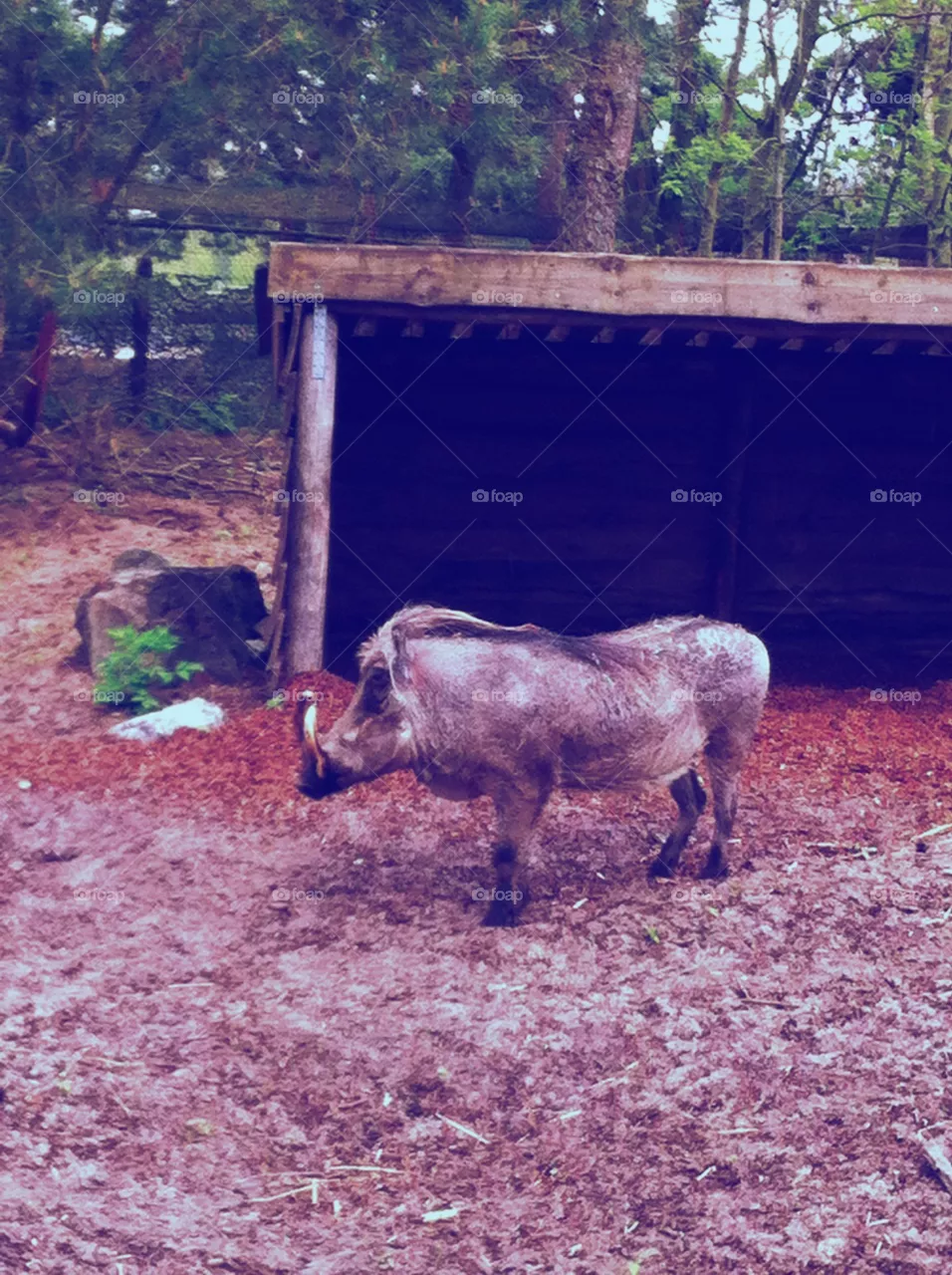 Swine