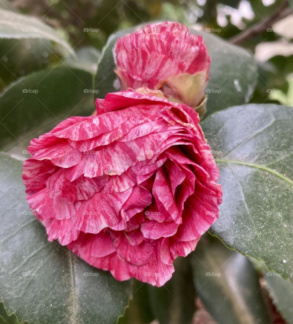 🌹 🇺🇸 Very beautiful flowers to brighten our day.  Live nature and its beauty. Did you like the delicate petals? / 🇧🇷 Flores muito bonitas para alegrar nosso dia. Viva a natureza e sua beleza. Gostaram das pétalas delicadas? 