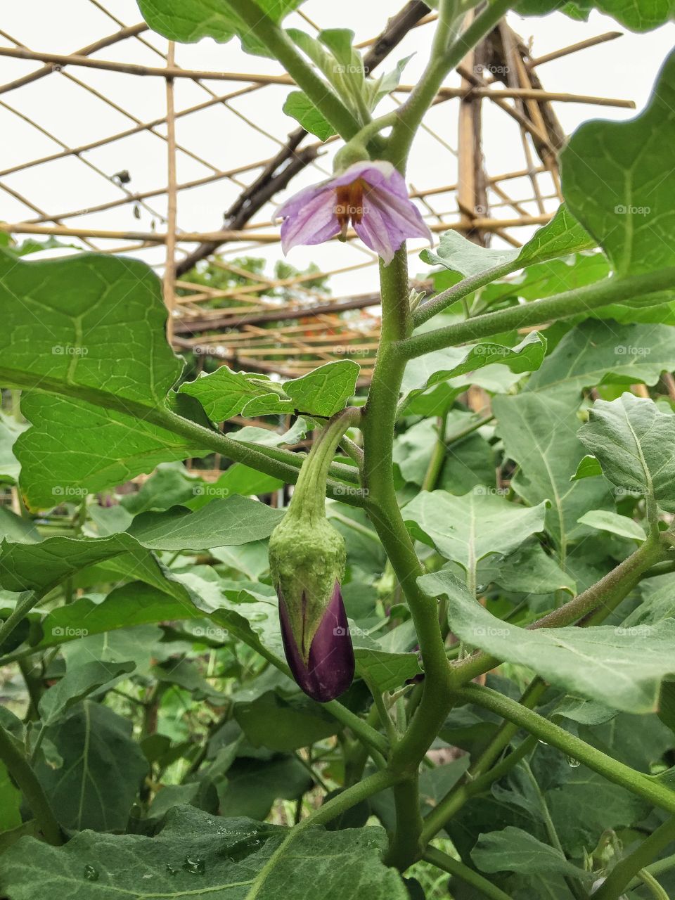 Eggplant with flower