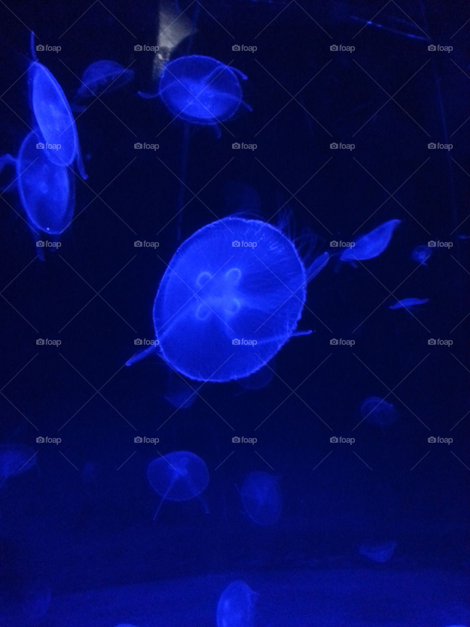 Jellyfish