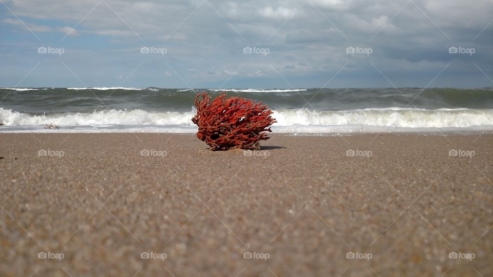 Coral at beach