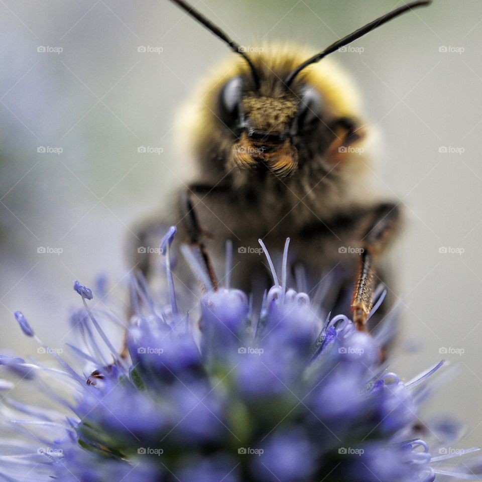 Close-up of bumblebee