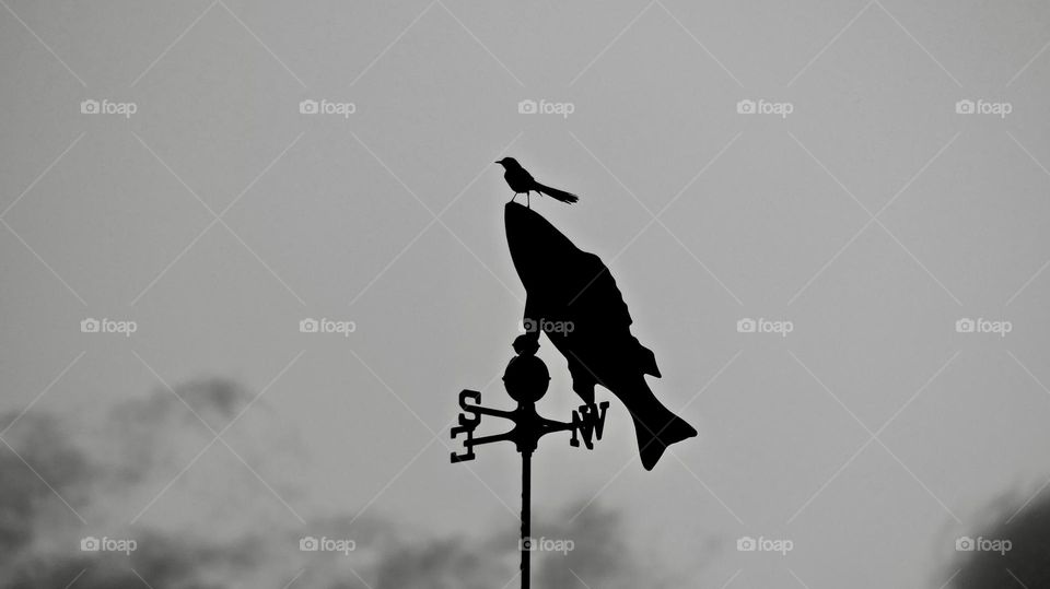photo of the Month (March) - Black and white - Big fish, little bird on weather vane