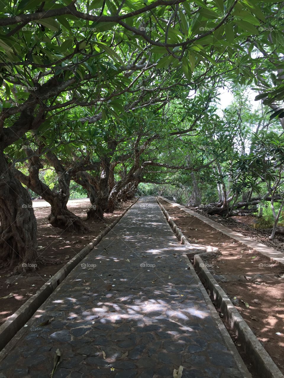 A tree lined path gave a welcome break from the Thai sun