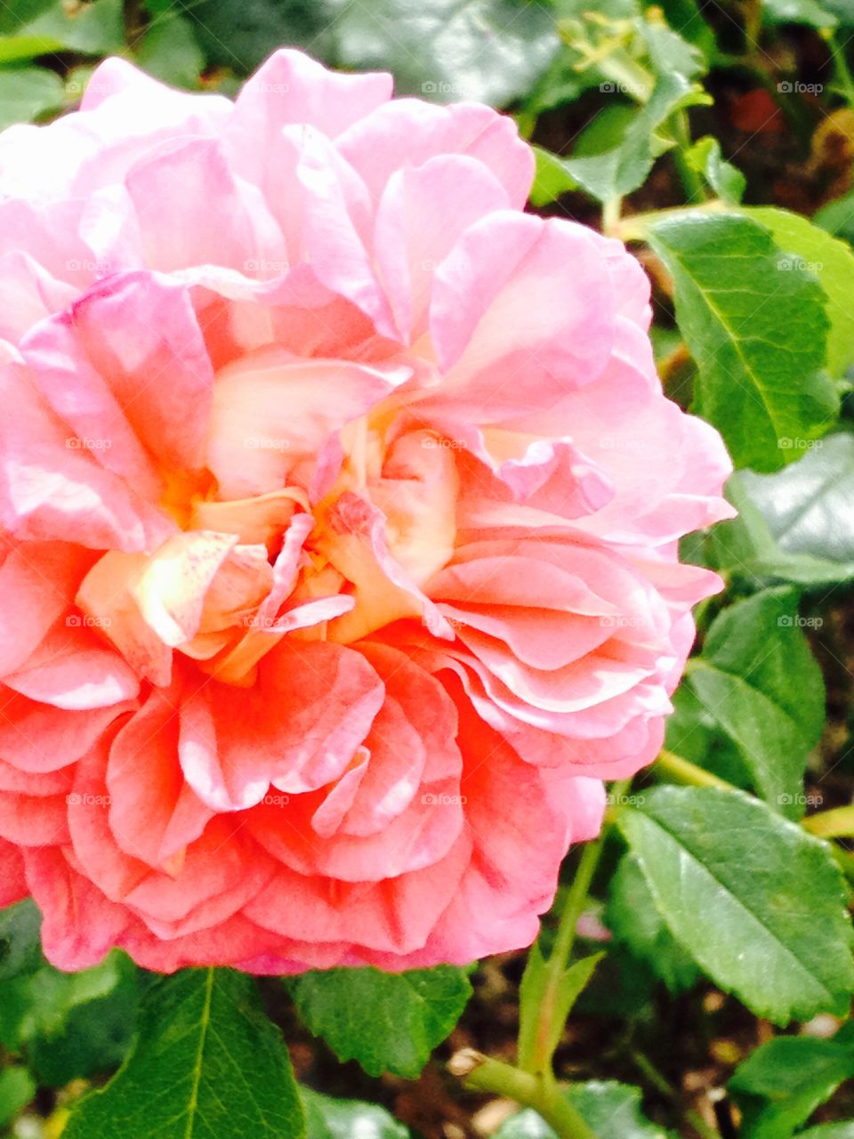 Coral rose. Rose