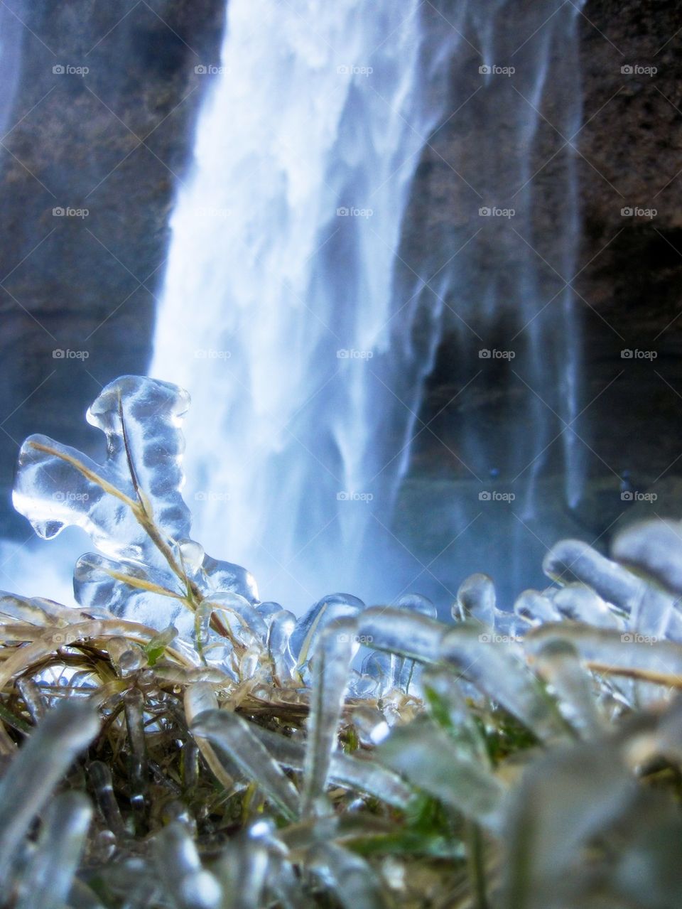 Frozen grass