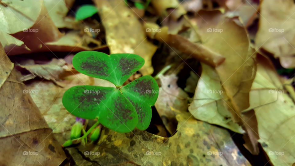 New Green Growth- A cute little plant grows in the heritage preserve.