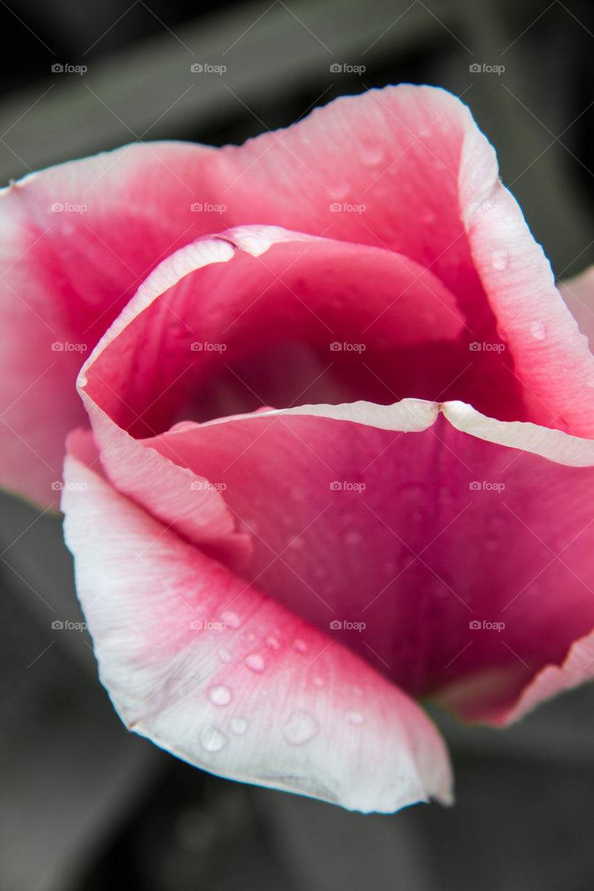 Tulip petals 