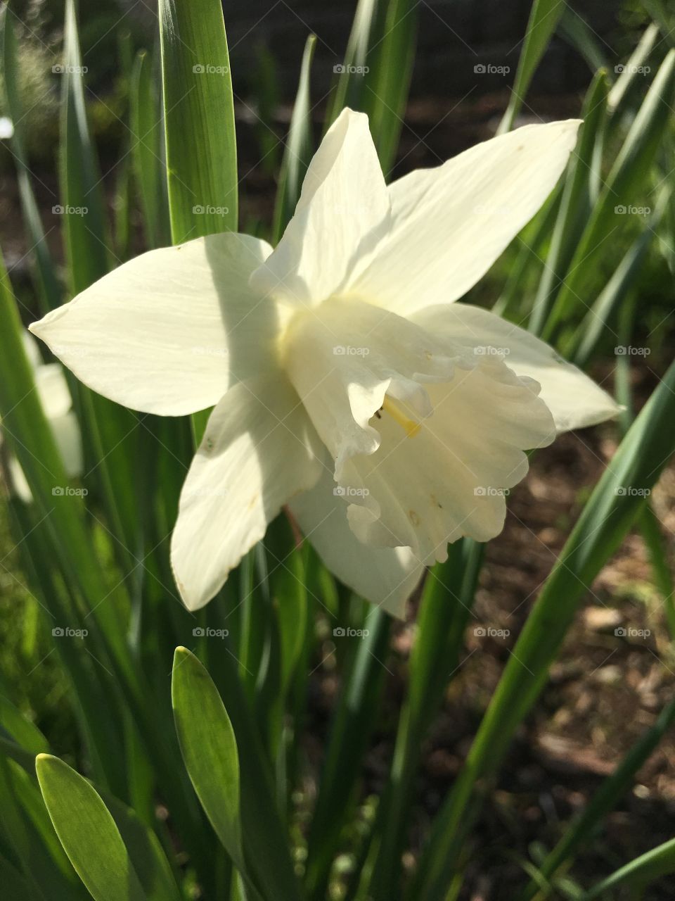 Daffodil