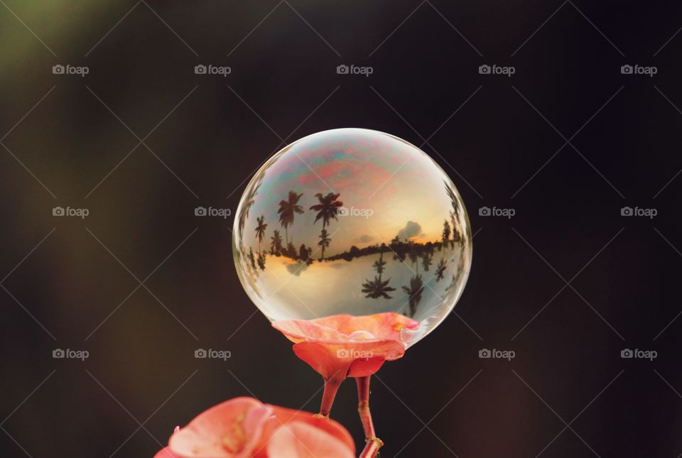 Nature through the bubble