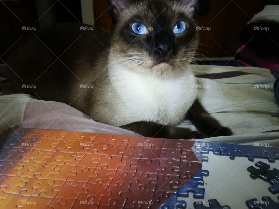 Siamese cat and jigsaw
