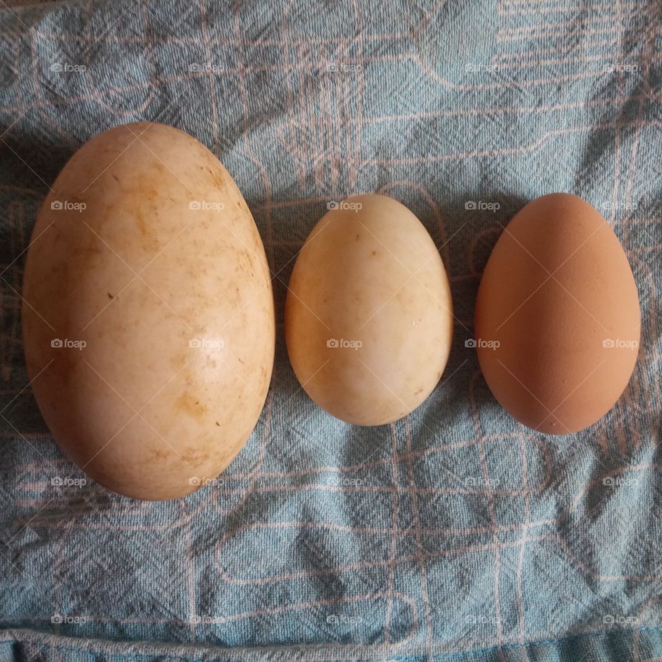 goose, duck and chicken egg comparison