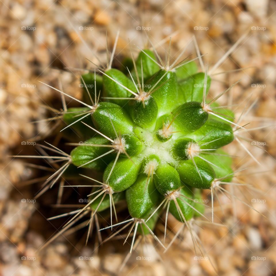 Cactus