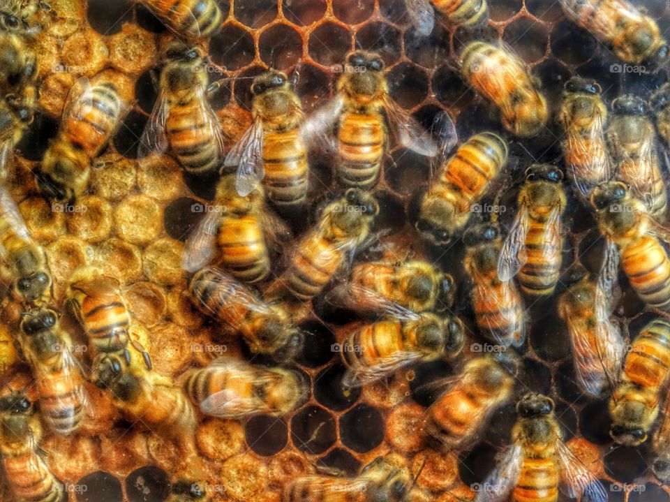 Full frame of honey bees on beehive