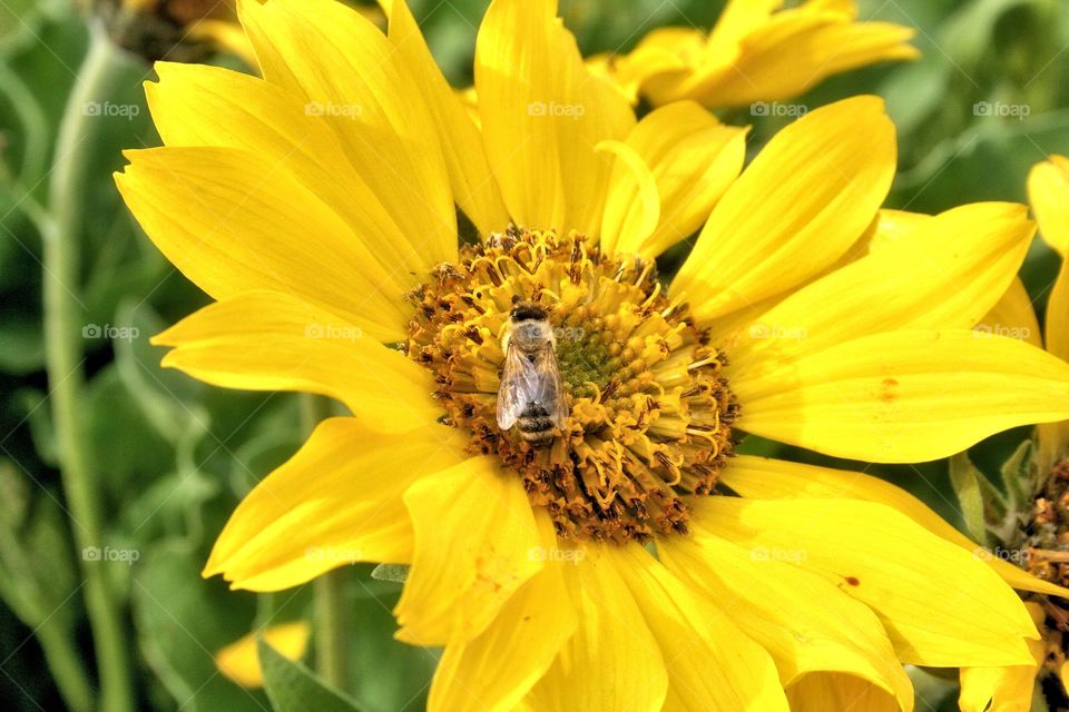 Yellow Buzz. Wild Yellow Daisy with a Macro of a Bee.