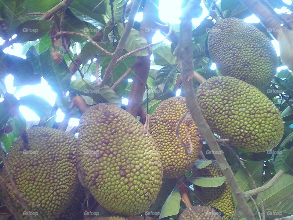 nangka