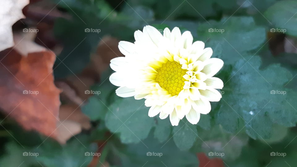 The best picture of the flower