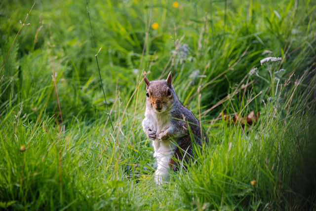 Squirrel in high grass.