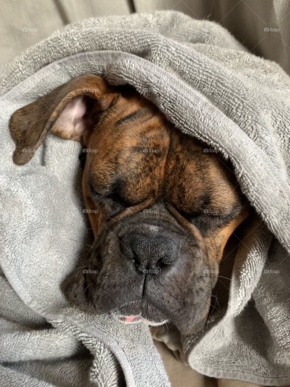 Boxer puppy dog cuddled up in a towel after a bath 