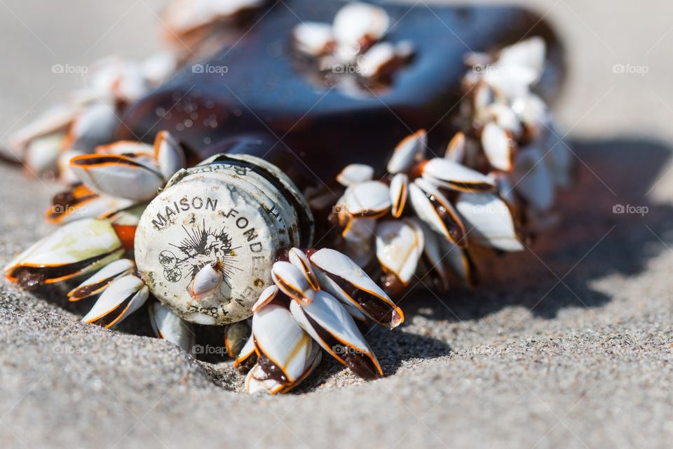 Mollusks on a bottle