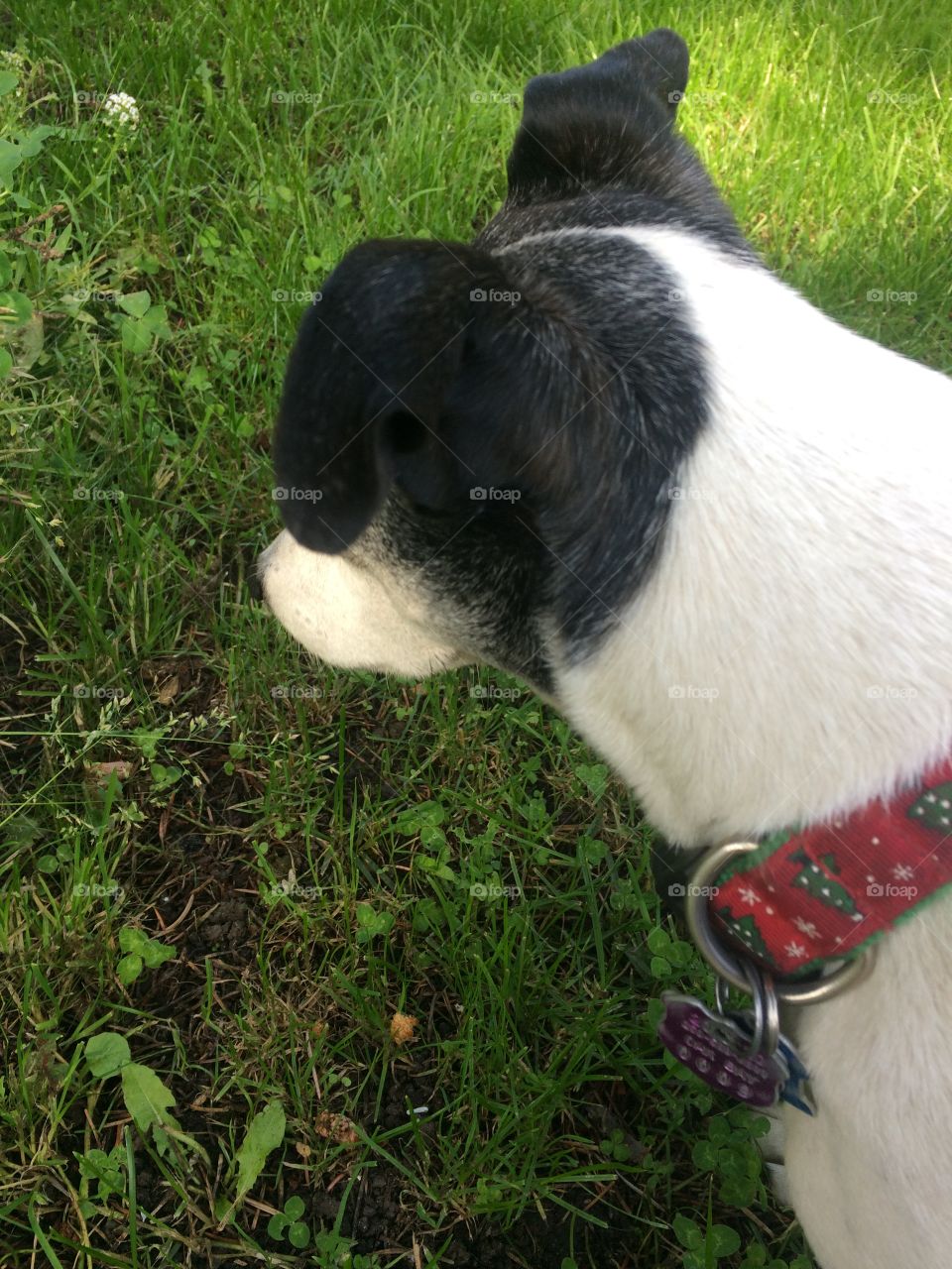 A dogs point of view 