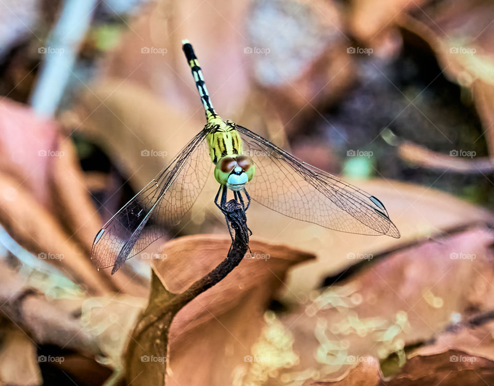 Macro photography - Dragon fly