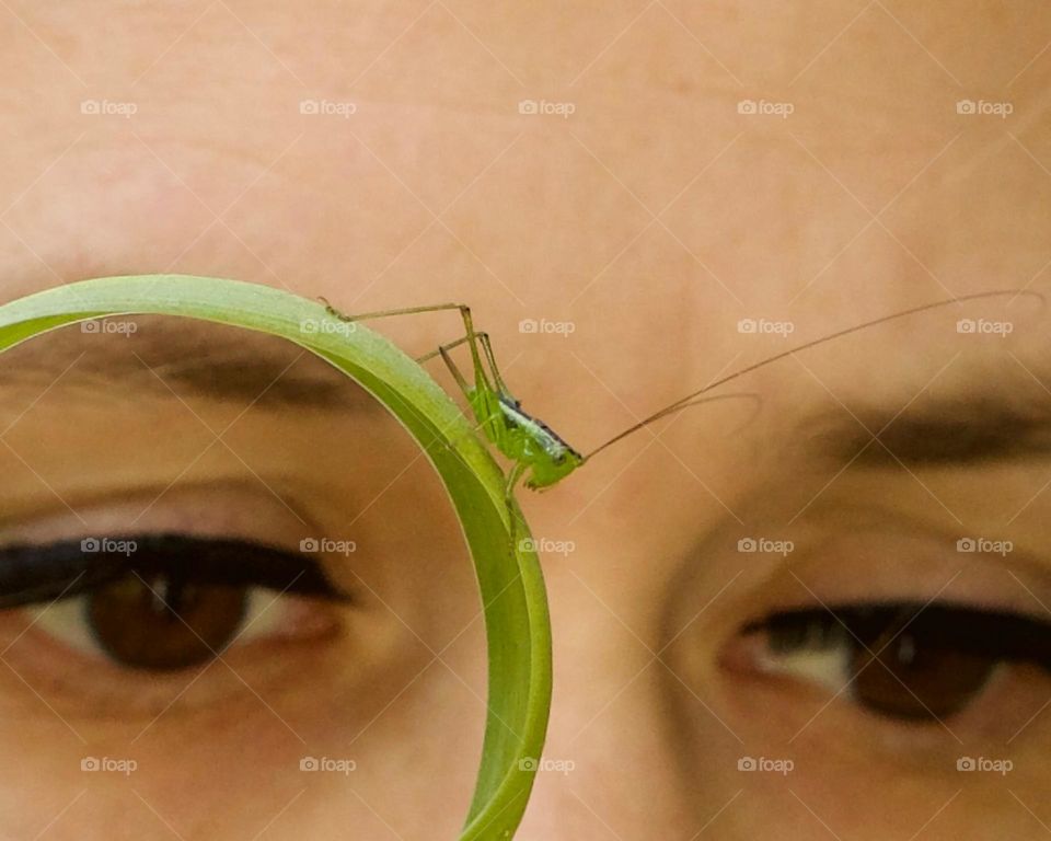 Katydid’s natural beauty