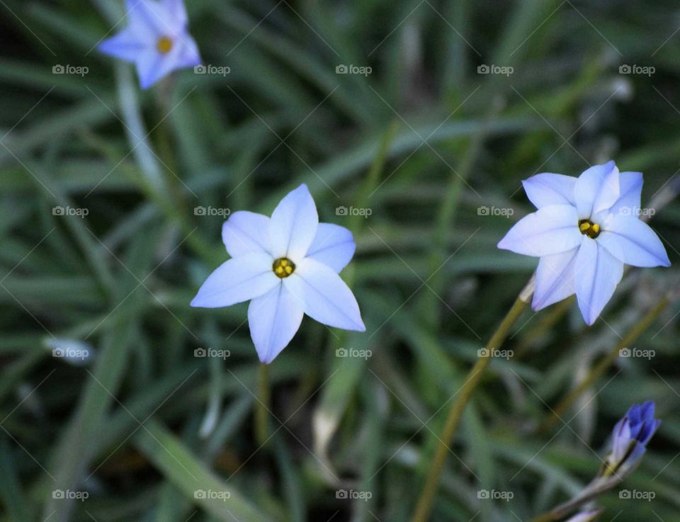 Close-up of flower