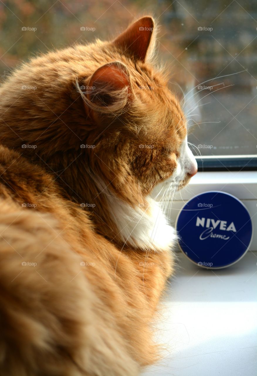 cat nivea