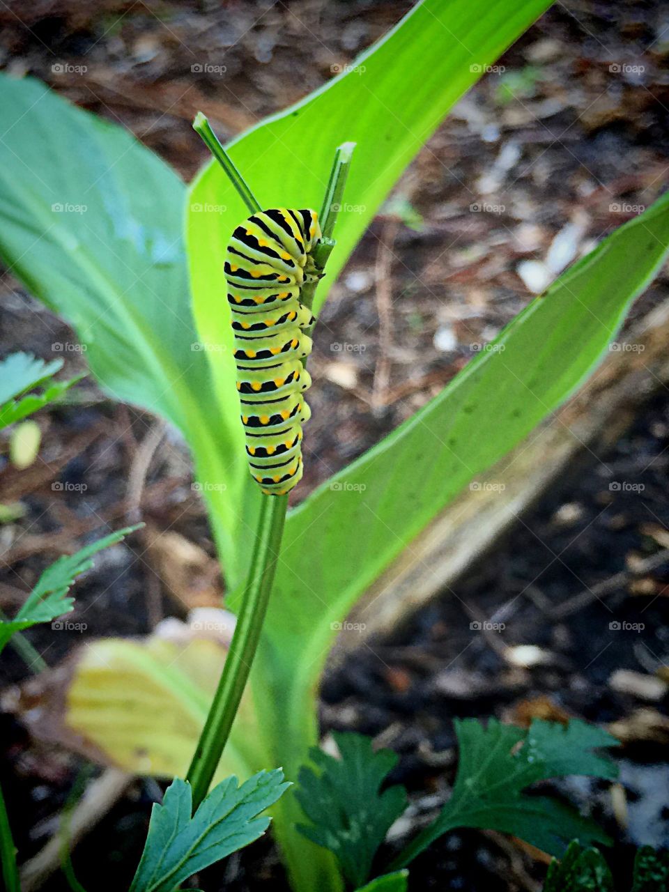 Close-up of caterpillar on branch