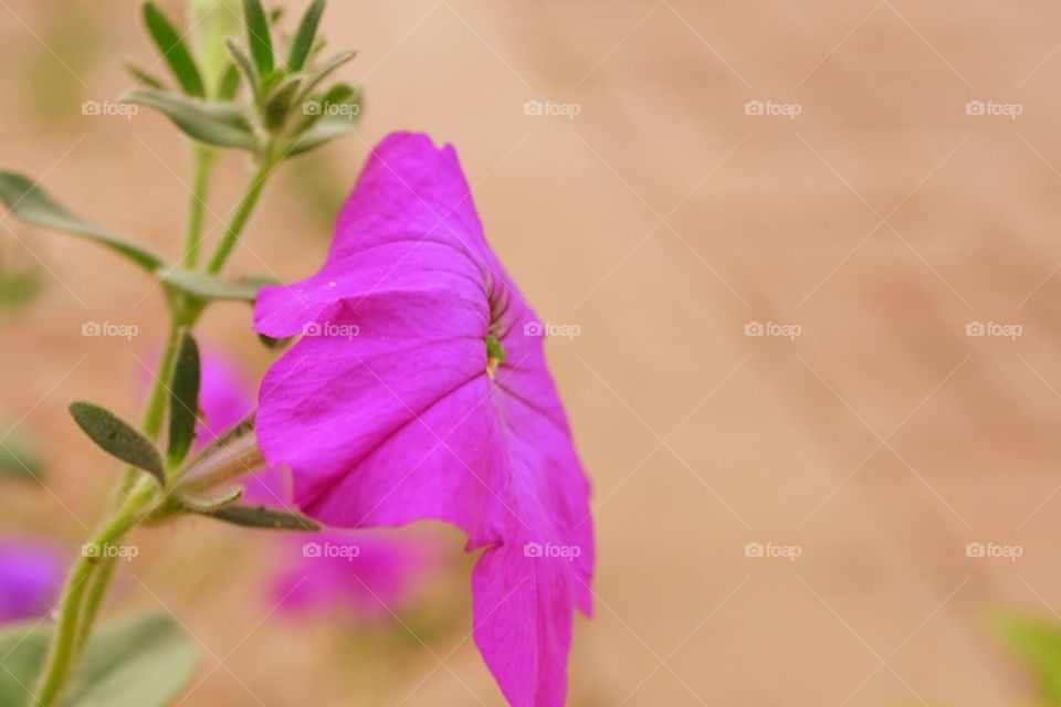 Macro shot of a flower