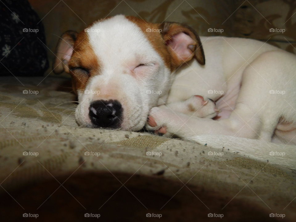 chawheenie pup sleeping