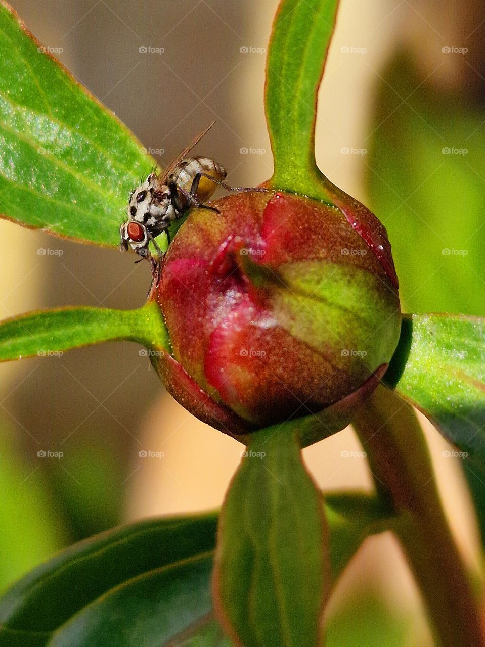 flower red with green