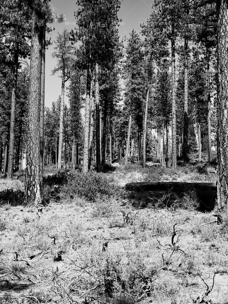 Towering over manzanita bushes in the Deschutes National Forest in Central Oregon are beautiful ponderosa pine trees on a sunny summer day