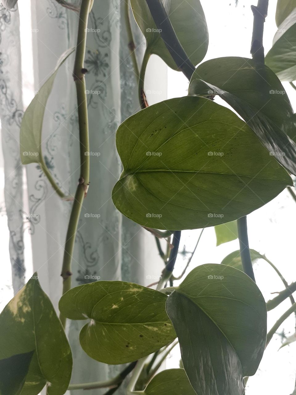 Philodendron Vines