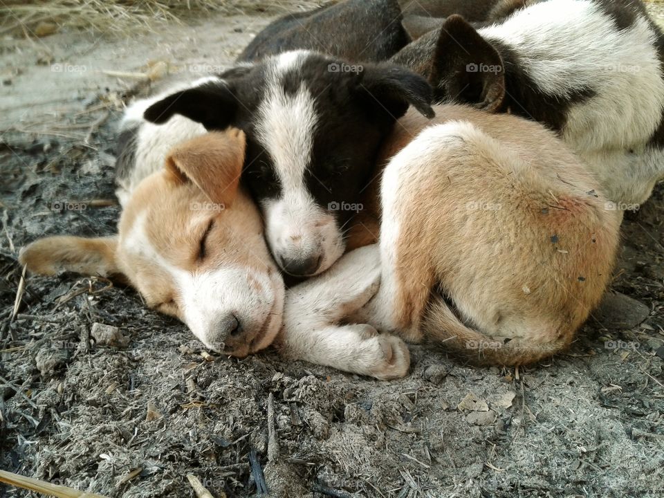 cute puppys sleeping