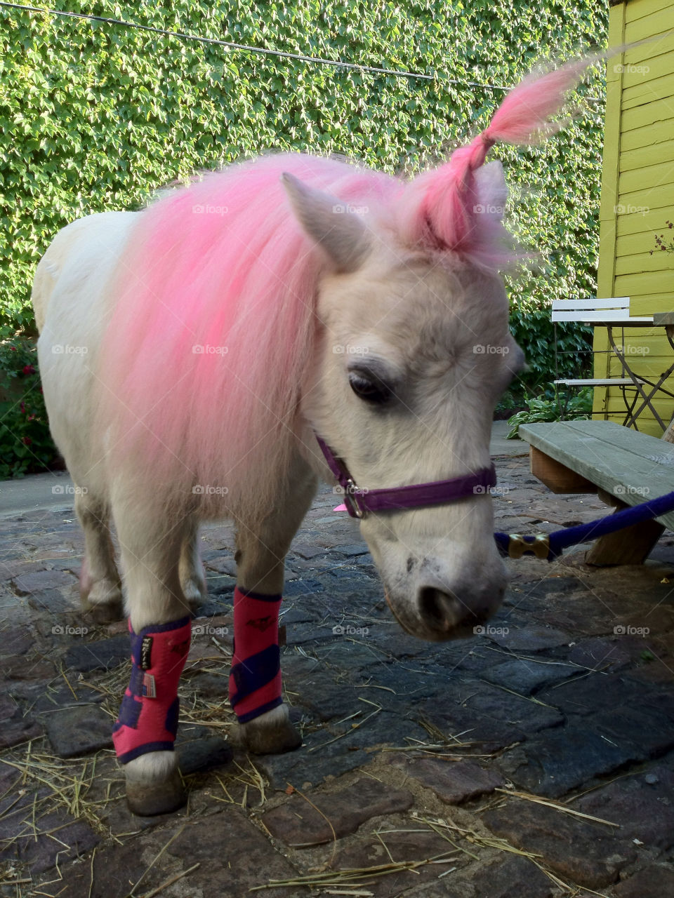 pink cook pony backyard by eastofsheridan